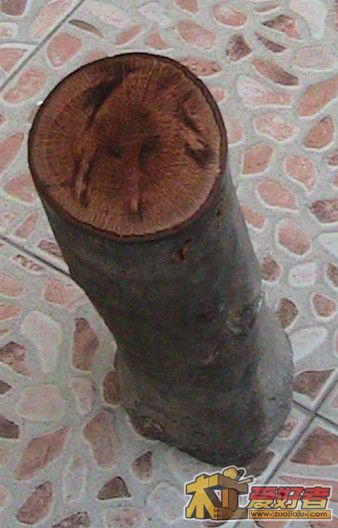 IMG_1113.JPG