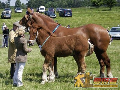 Foal.JPG