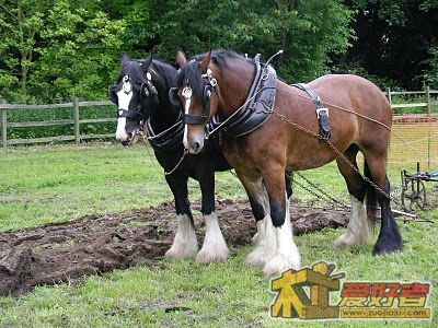 Plough.JPG