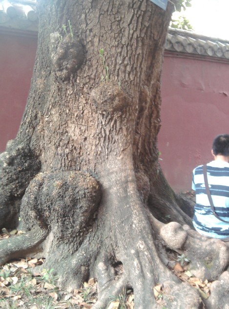 看人和树的比例