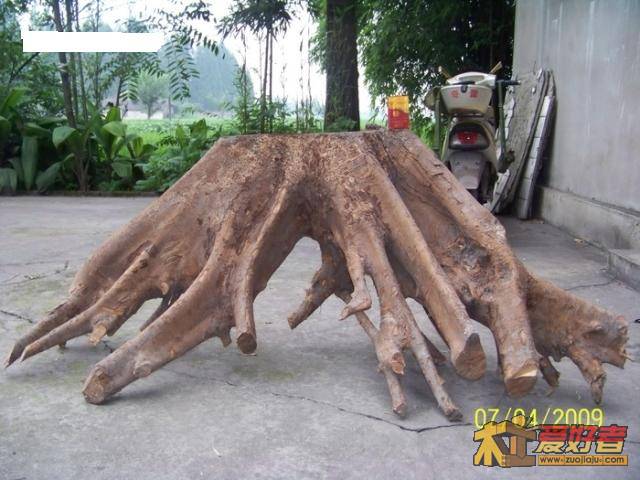 高有60CM