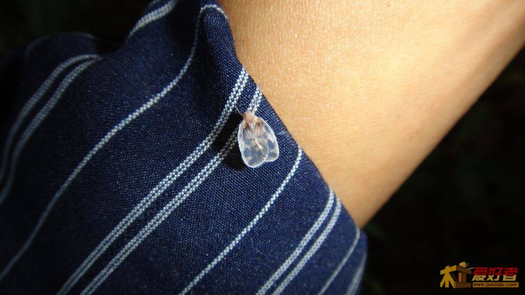 40698.7924253009_DSC00488.JPG