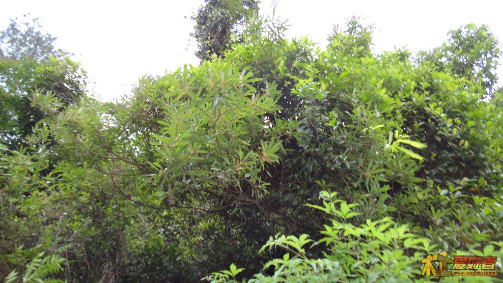 DSC00370.JPG