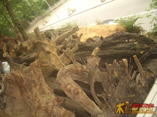 CIMG0079.JPG