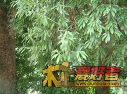 IMG_3810_副本_副本_副本.jpg