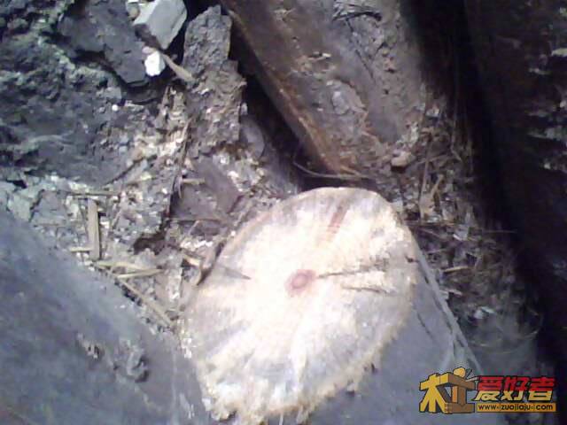 IMG0525A.jpg