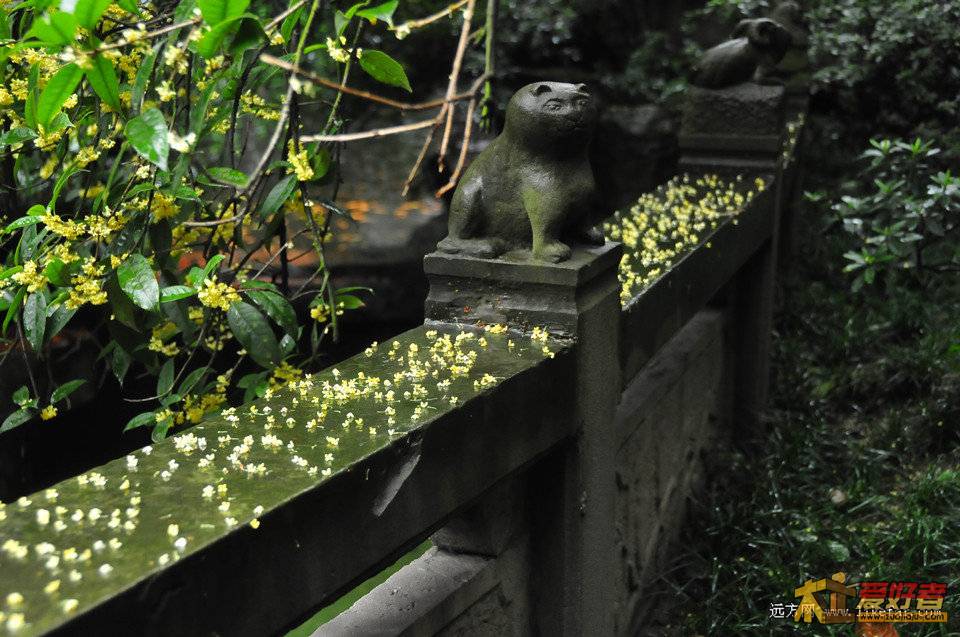 雨过桂花厚.jpg