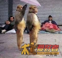 公务猿.jpg