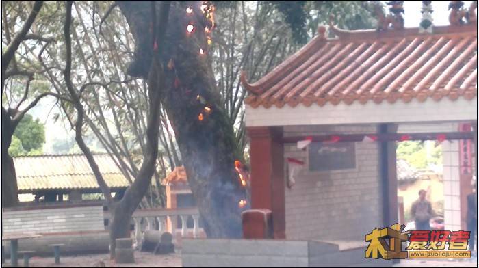 香樟3.jpg