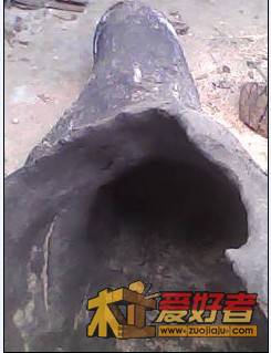 香樟6.jpg