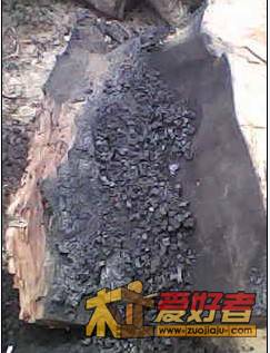 香樟7.jpg