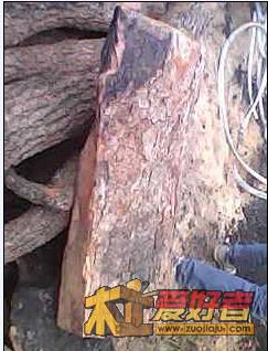香樟11.jpg