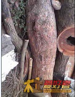 香樟10.jpg
