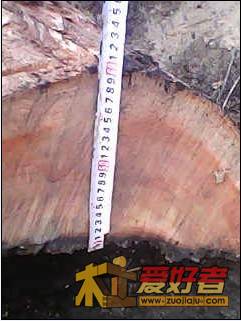 香樟12.jpg