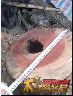 香樟13.jpg