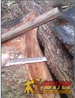 香樟14.jpg