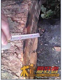 香樟15.jpg