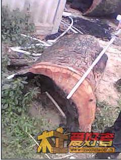 香樟17.jpg