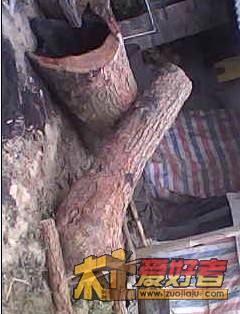 香樟18.jpg