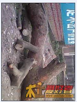 香樟20.jpg