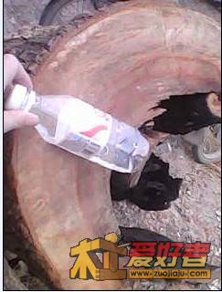 香樟22.jpg