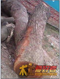 香樟21.jpg
