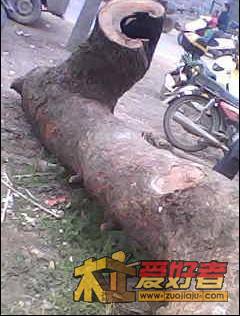 香樟23.jpg