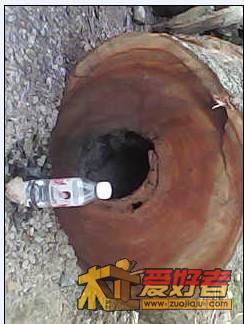 香樟24.jpg