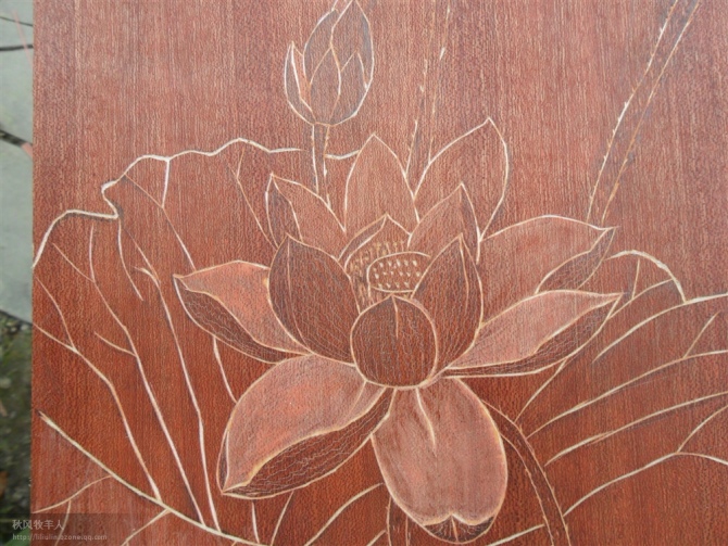 荷花3.jpg