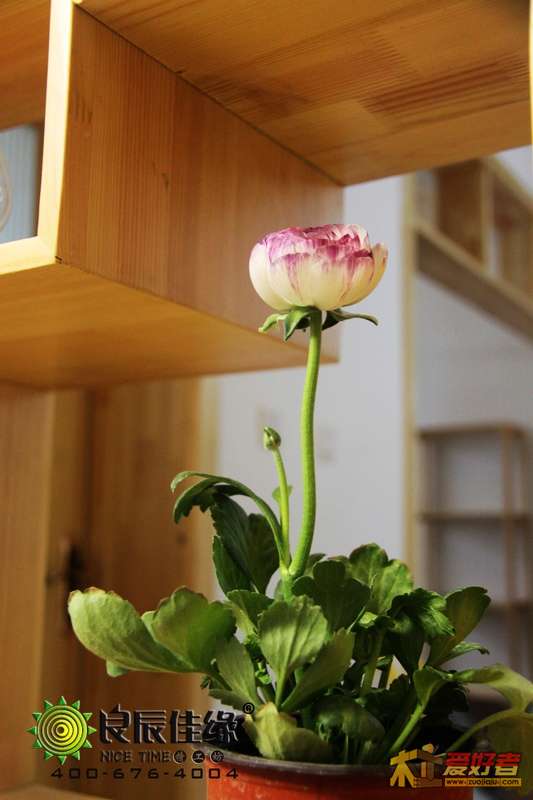 小花.jpg