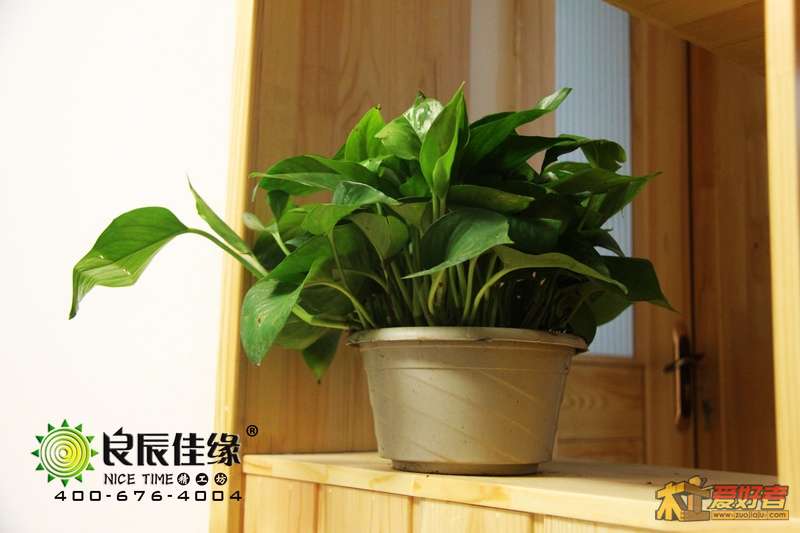 植物.jpg