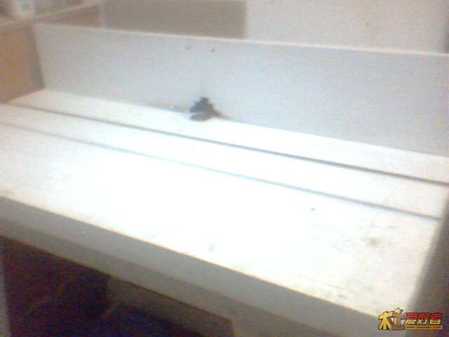 IMG0472A.jpg