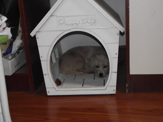 狗屋9.jpg