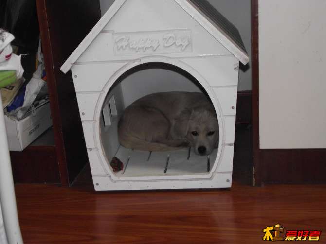 狗屋9.jpg
