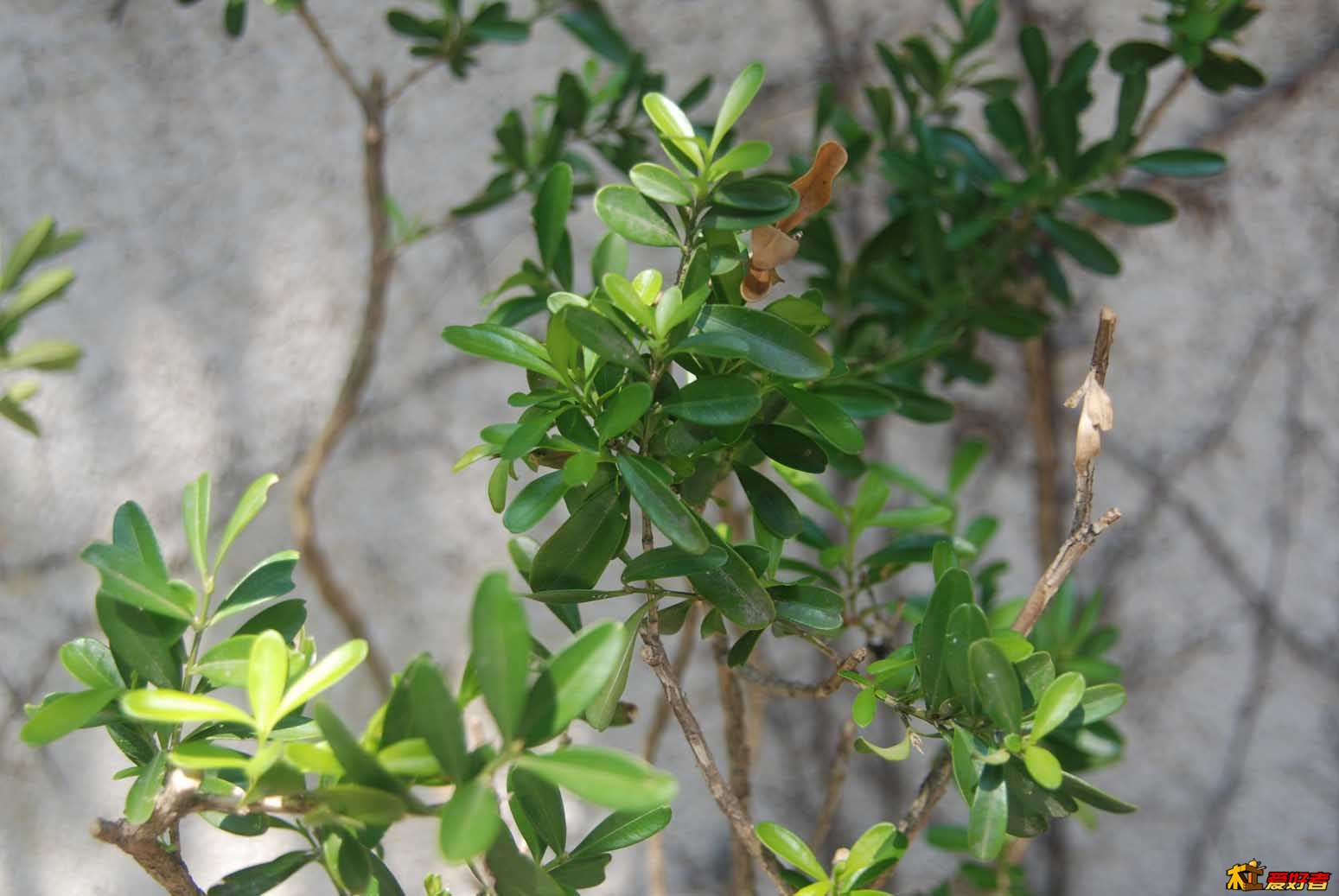 雀舌黄杨（匙叶黄杨）