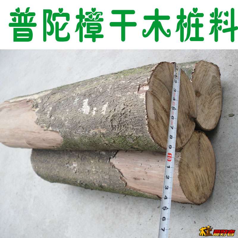 普陀樟主图.JPG