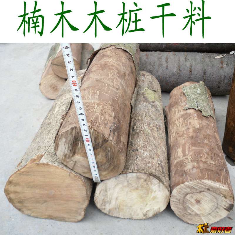 楠木2.JPG