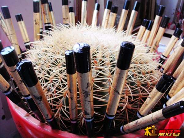 上清漆，插在花盆内晾干