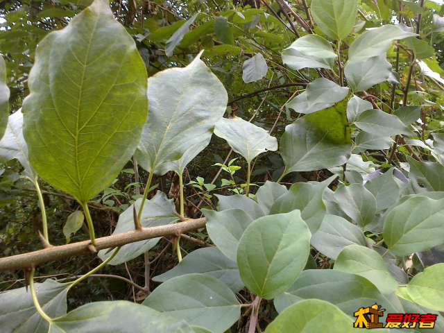 这个就是柘木了