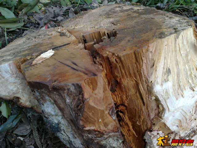 ，听开挖掘机的师傅说，这树根挖掘机挖不了，，树根地下有水管