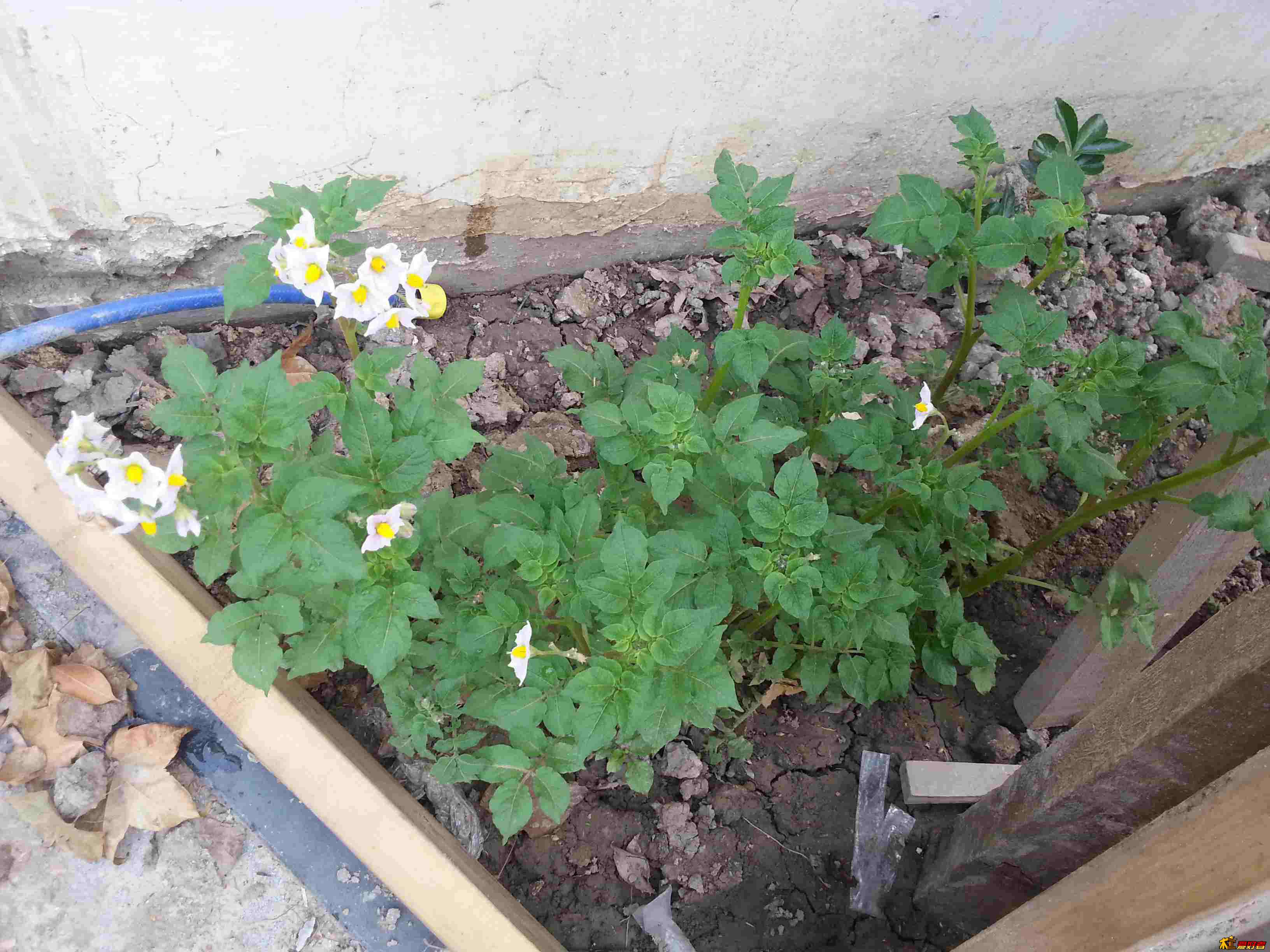 20130525_062700.jpg