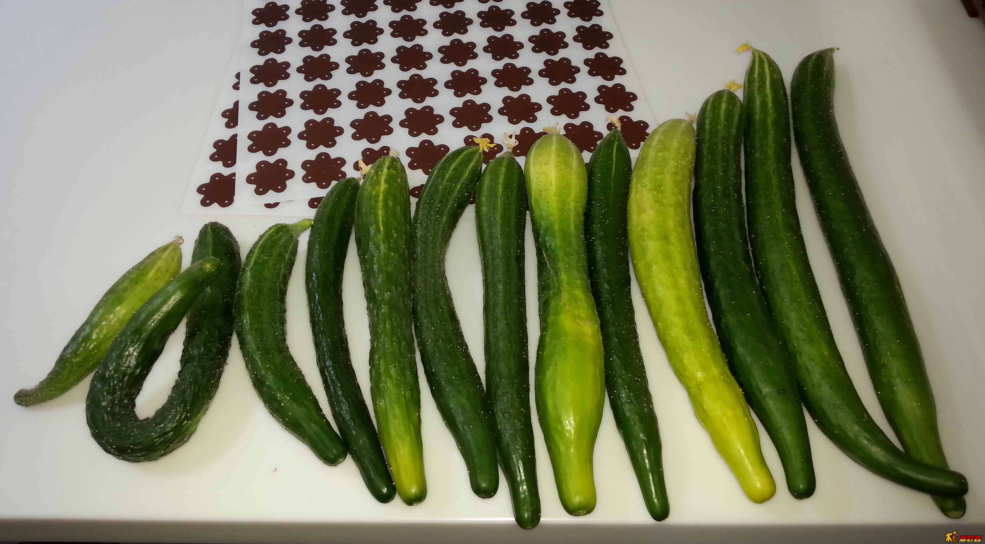 20130731_100536.jpg