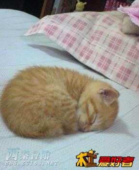 20101102_47d16abe9b14ee500924z03KxWUZc7ce.jpg