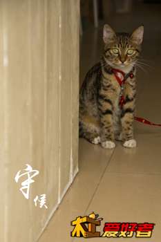 守候