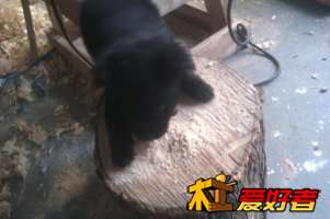 出去买五金的路上一只小狗赖上我了，一直跟到我，看见这个墩子它高兴得很。