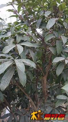 IMG_20141223_095915.jpg