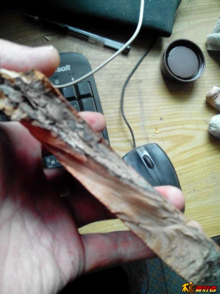 似乎看到树皮