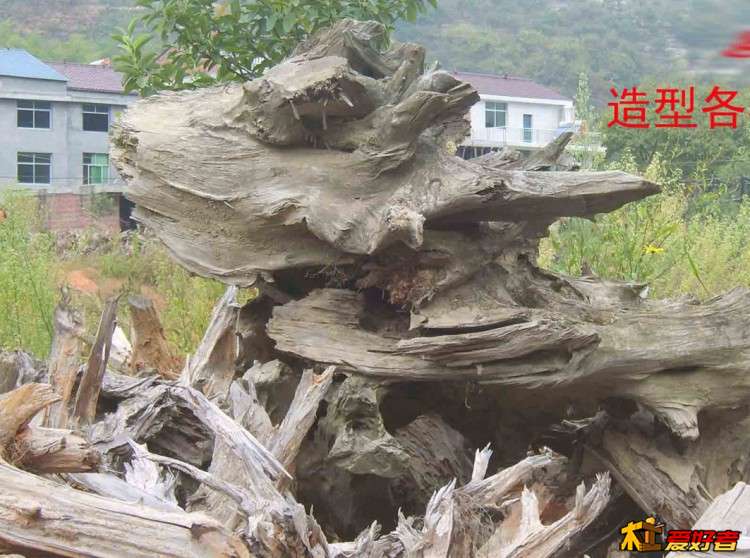 大量的杉木老树根-07.jpg