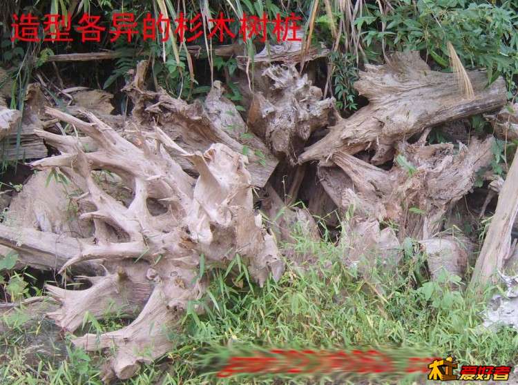 大量的杉木老树根-09.jpg