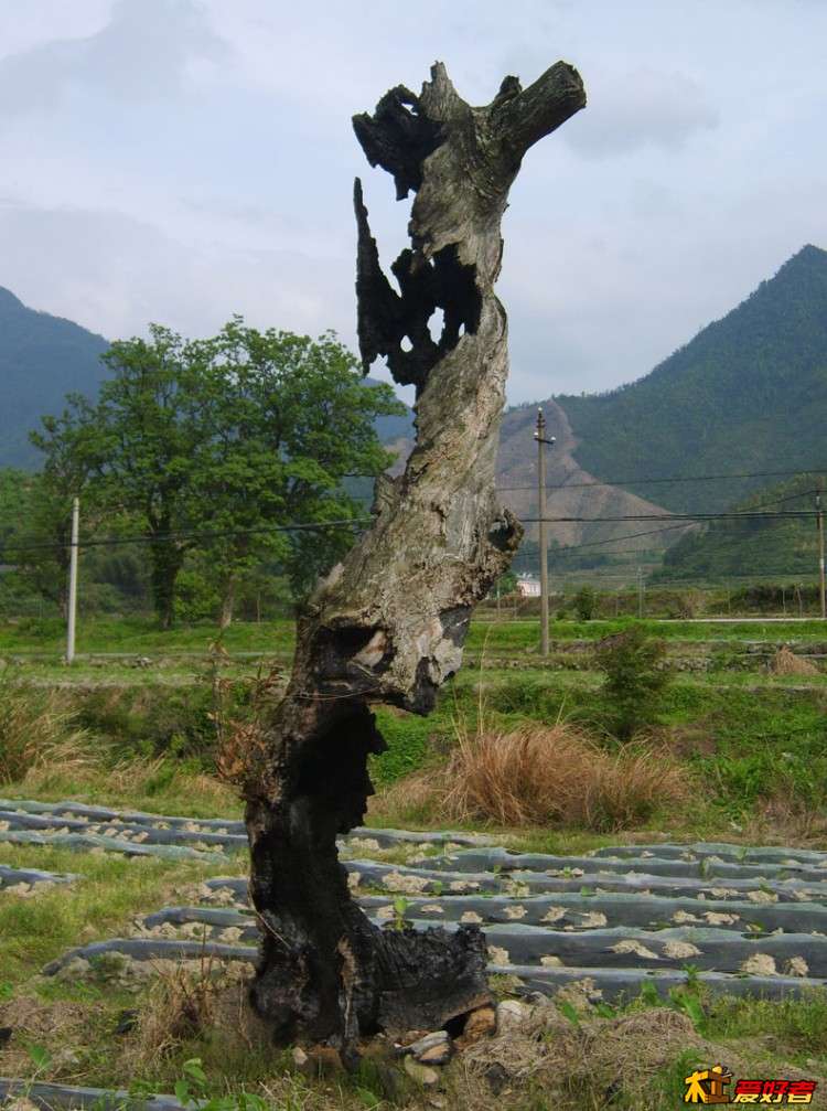 火烧树-2.jpg